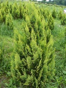 Chamaecypalis Lawsoniana Alumigold