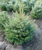 Picea pungens glauca (molid