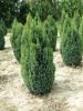 Chamaecyparis lawsoniana ellwoods gold