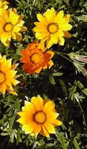 Gazania