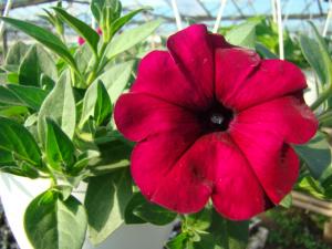 Petunia curgatoare