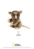 Jucarie plus venturelli - national geographic tarsier 26 cm - av770772