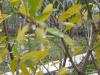 Taieri arbusti fructiferi