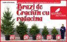 Promotie: Brazi cu radacina in ghivece