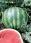 Anunt: Seminte pepene verde Crimson Glory F1