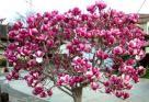 Promotie: magnoli tufa
