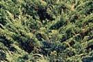 Promotie: Juniperus - Ienupar