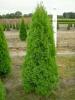 Promotie: Thuja occidentalis Smaragd